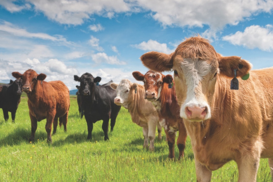 Reglamentos internacionales de manejo y bienestar animal 