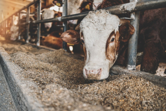 Tecnologías aplicadas al procesamiento de subproductos animales