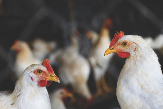 Evaluación del uso de gas como método de insensibilización en aves