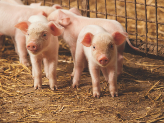 Hierba de tomillo y su efecto en el desempeño productivo de cerdos
