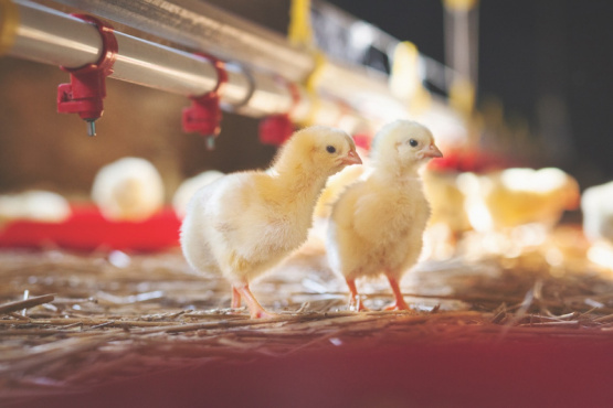 Contribución del jengibre en polvo al crecimiento de las aves