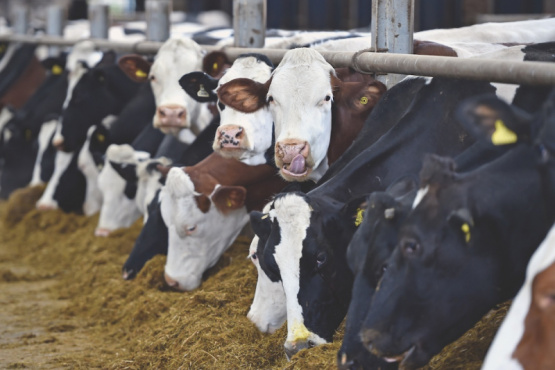 La inmovilización de bovinos, un factor clave en la calidad de la carne