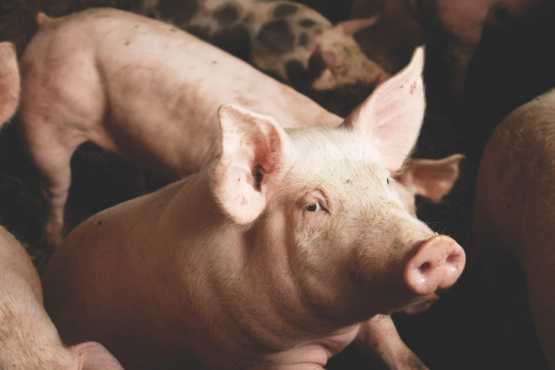 Buenas prácticas para garantizar la inocuidad en la industria porcina