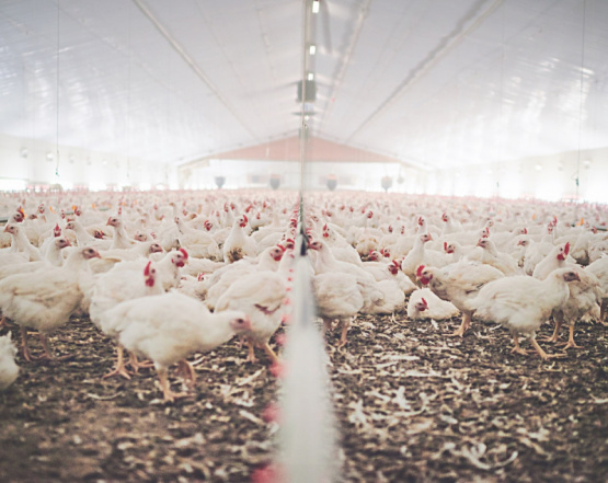 Probióticos en la nutrición animal, una estrategia para mejorar la inocuidad alimentaria