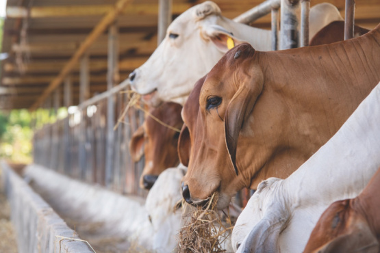 La sanidad animal, un pilar fundamental en la industria cárnica