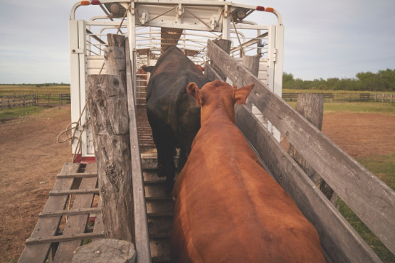 El transporte de animales, un equilibrio entre el bienestar y la practicidad 