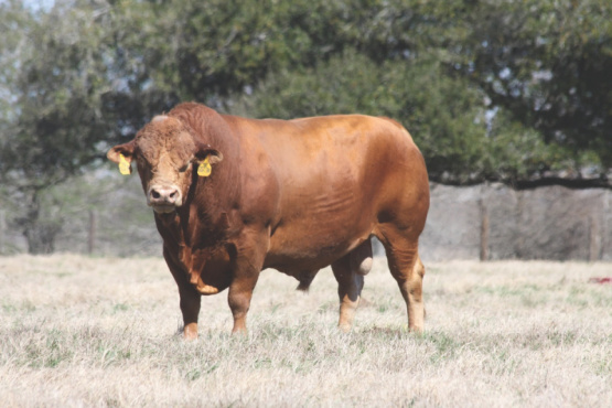 Recolección higiénico-sanitaria de la sangre bovina