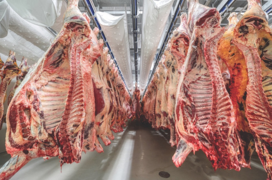 El impacto del enfriado vascular en la carne bovina