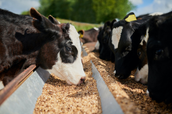Cómo desarrollar la calidad en la carne desde su origen