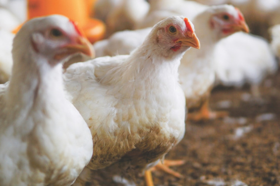 Buenas prácticas en el colgado de aves para maximizar la productividad