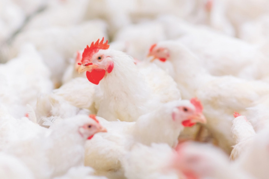 Cómo el escaldado y el desplumado fortalecen la inocuidad de la carne de pollo