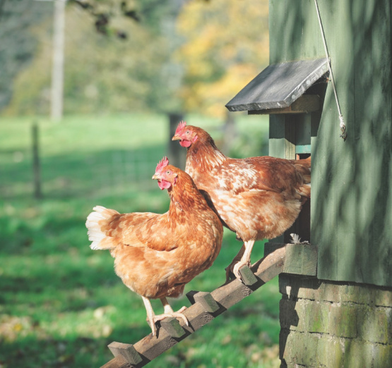 Cómo proteger la piel del pollo desde la granja hasta la planta de faena