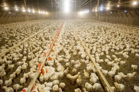 Faena halal, una alternativa estratégica para la industria avícola mundial